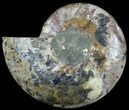 Huge, Sliced Ammonite Fossil (Half) - Crystal Filled #56154-1